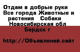 Отдам в добрые руки  - Все города Животные и растения » Собаки   . Новосибирская обл.,Бердск г.